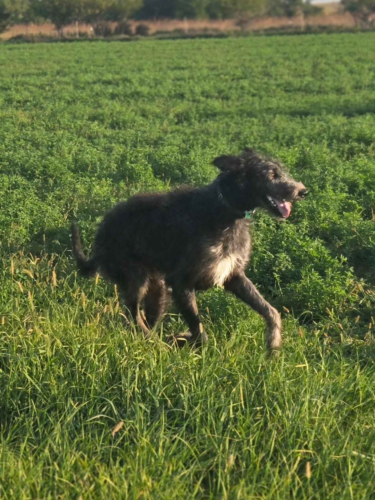 Irish Wolfhound Puppies breeder image 11