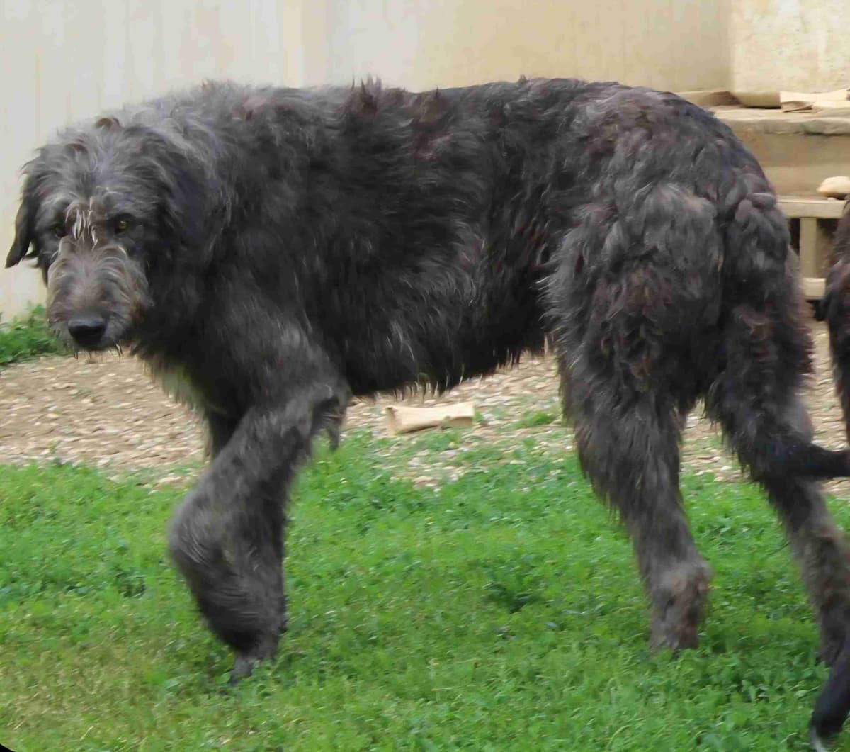 Irish Wolfhound Puppies breeder image 4