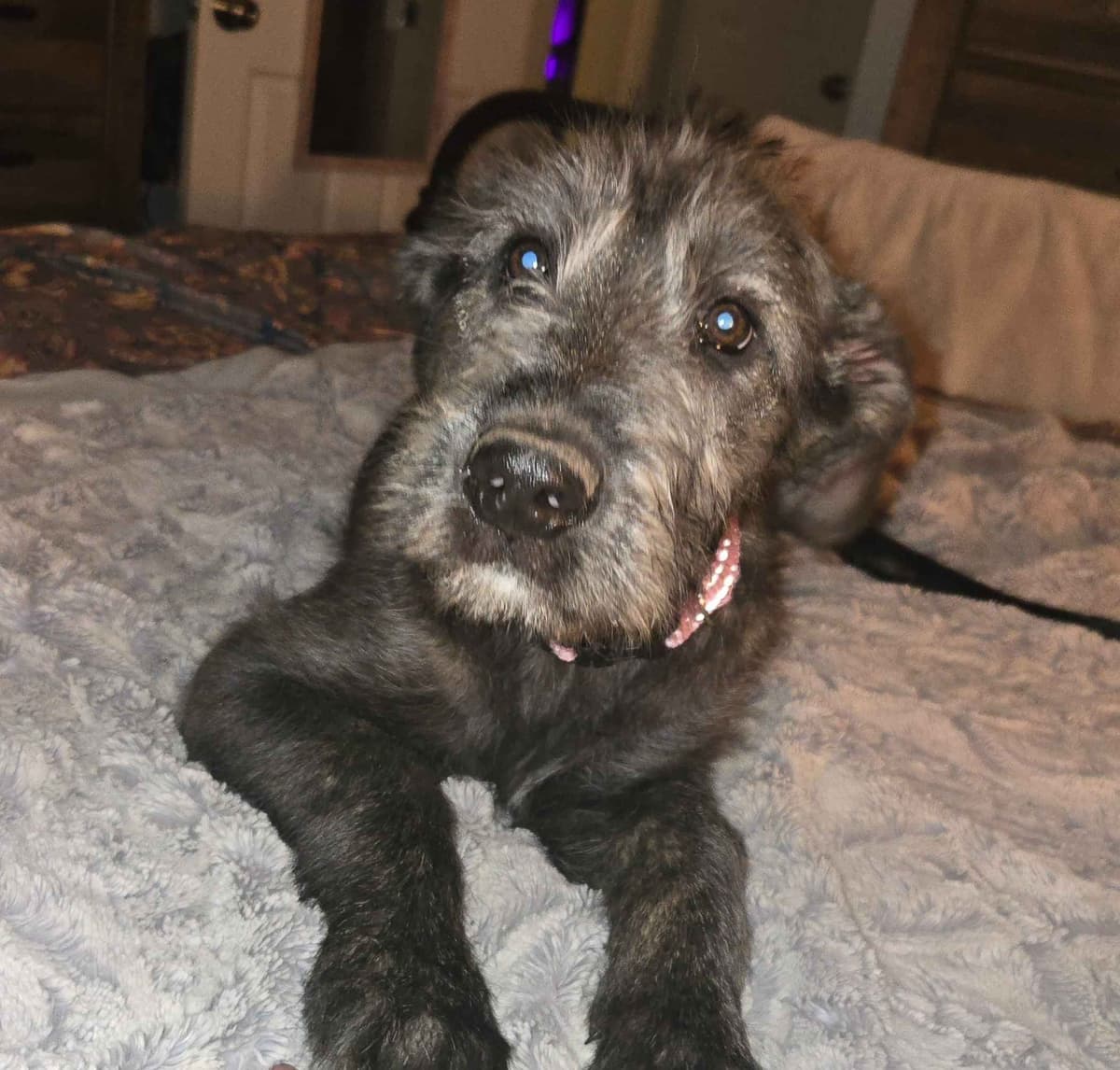 Irish Wolfhound Puppies breeder image 3
