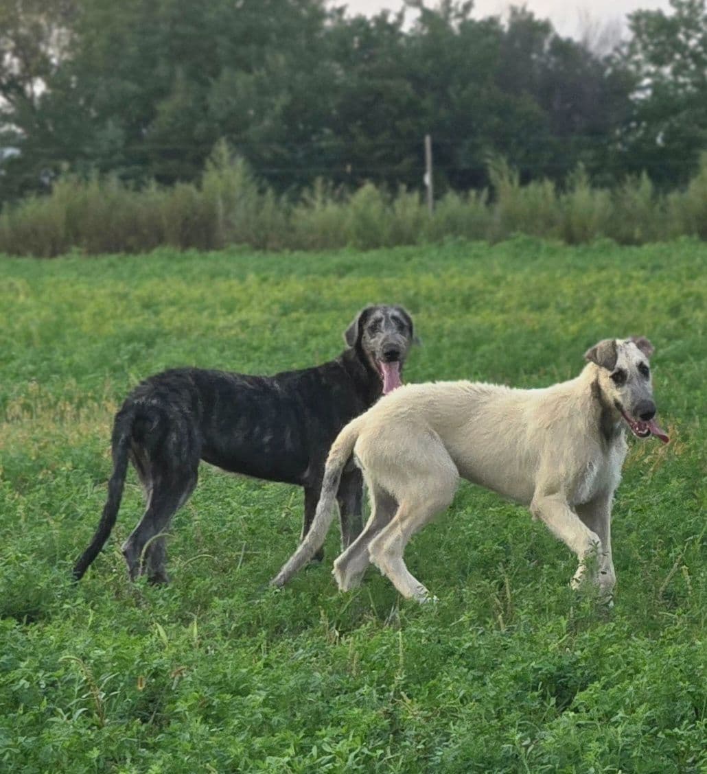 Irish Wolfhound Puppies breeder image 5