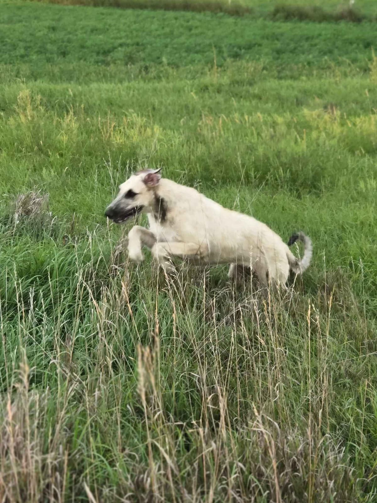 Irish Wolfhound Puppies breeder image 12