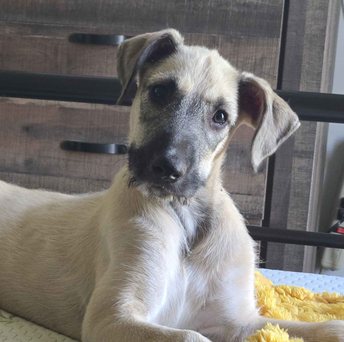 Irish Wolfhound Puppies breeder image 14