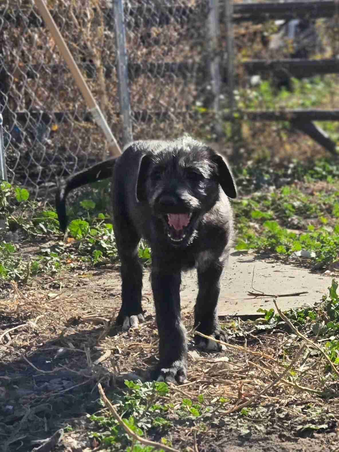 Irish Wolfhound Puppies breeder image 1