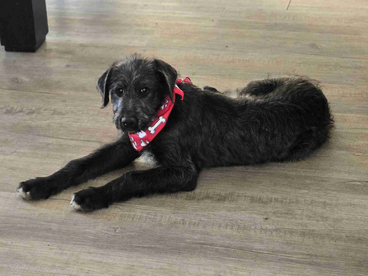 Irish Wolfhound Puppies breeder image 17
