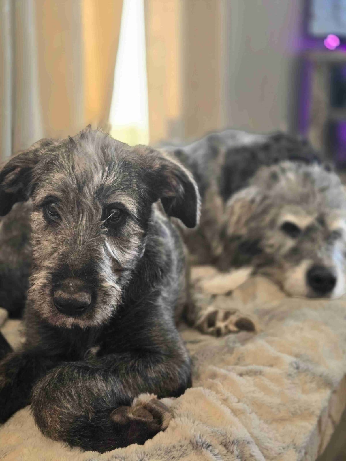 Irish Wolfhound Puppies breeder image 18