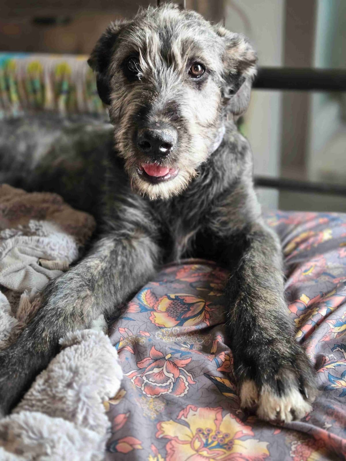 Irish Wolfhound Puppies breeder image 20