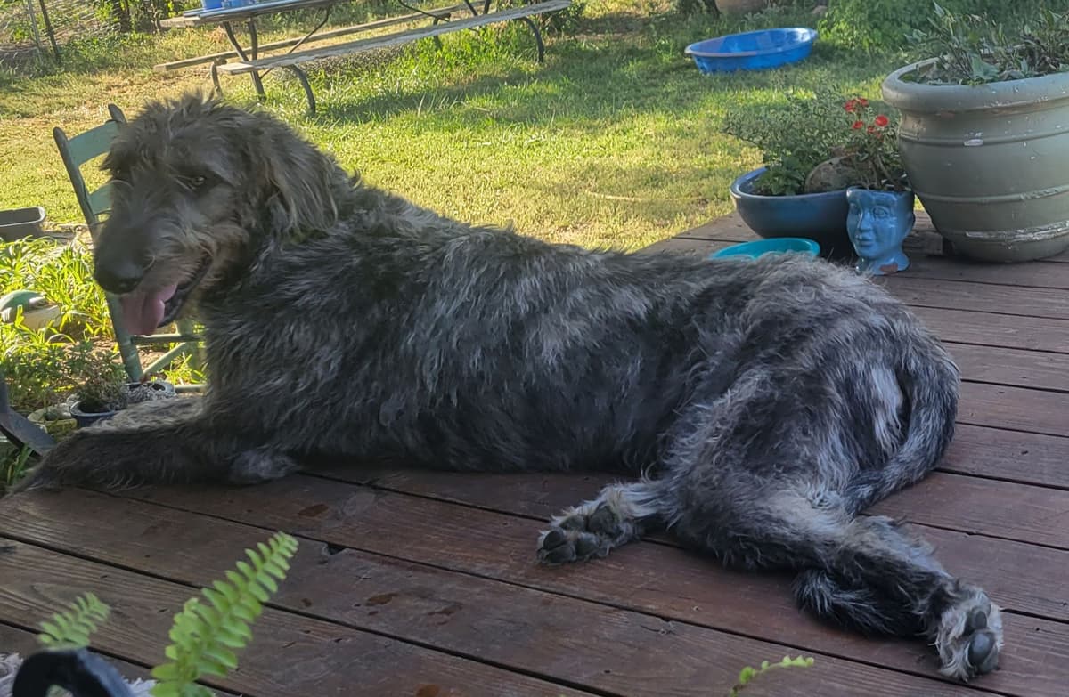 Irish Wolfhound Puppies breeder image 13