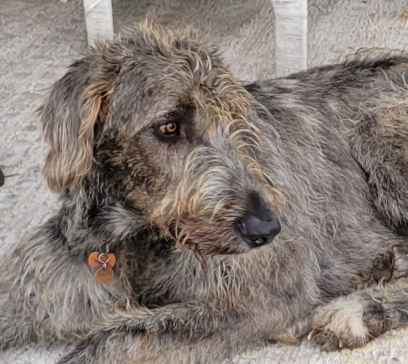 Irish Wolfhound Puppies breeder image 24