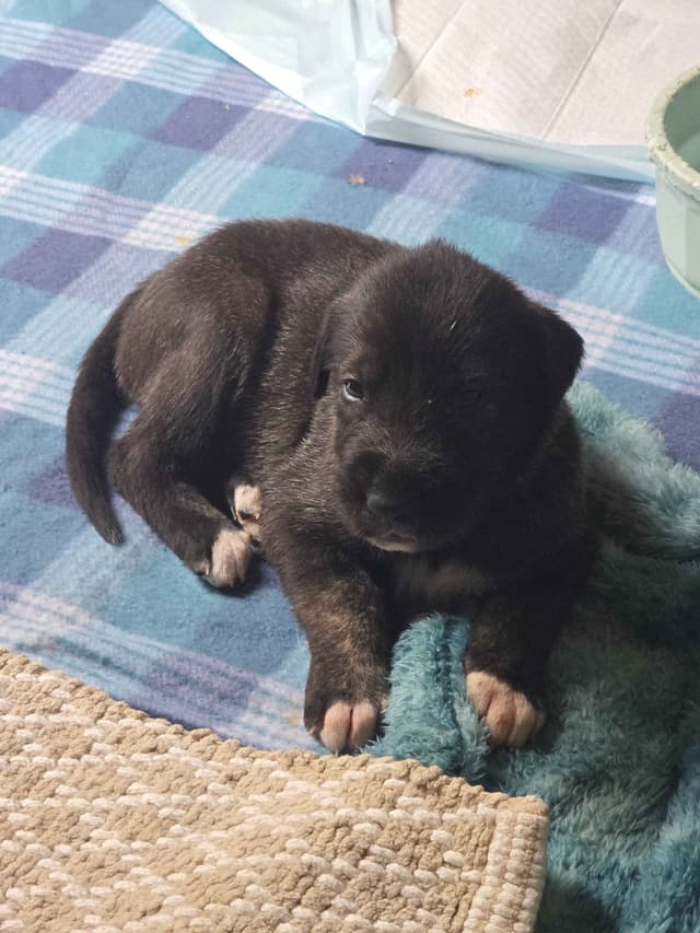 Irish Wolfhound Puppies media 2
