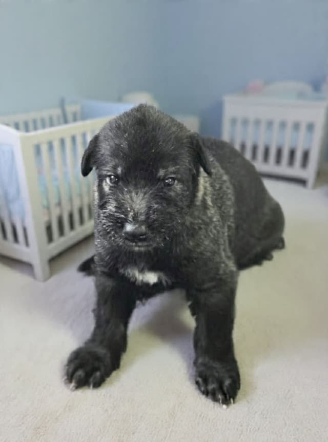 Irish Wolfhound Puppies media 4