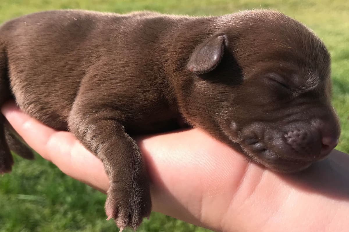 Labrador Retriever Puppies breeder image 1