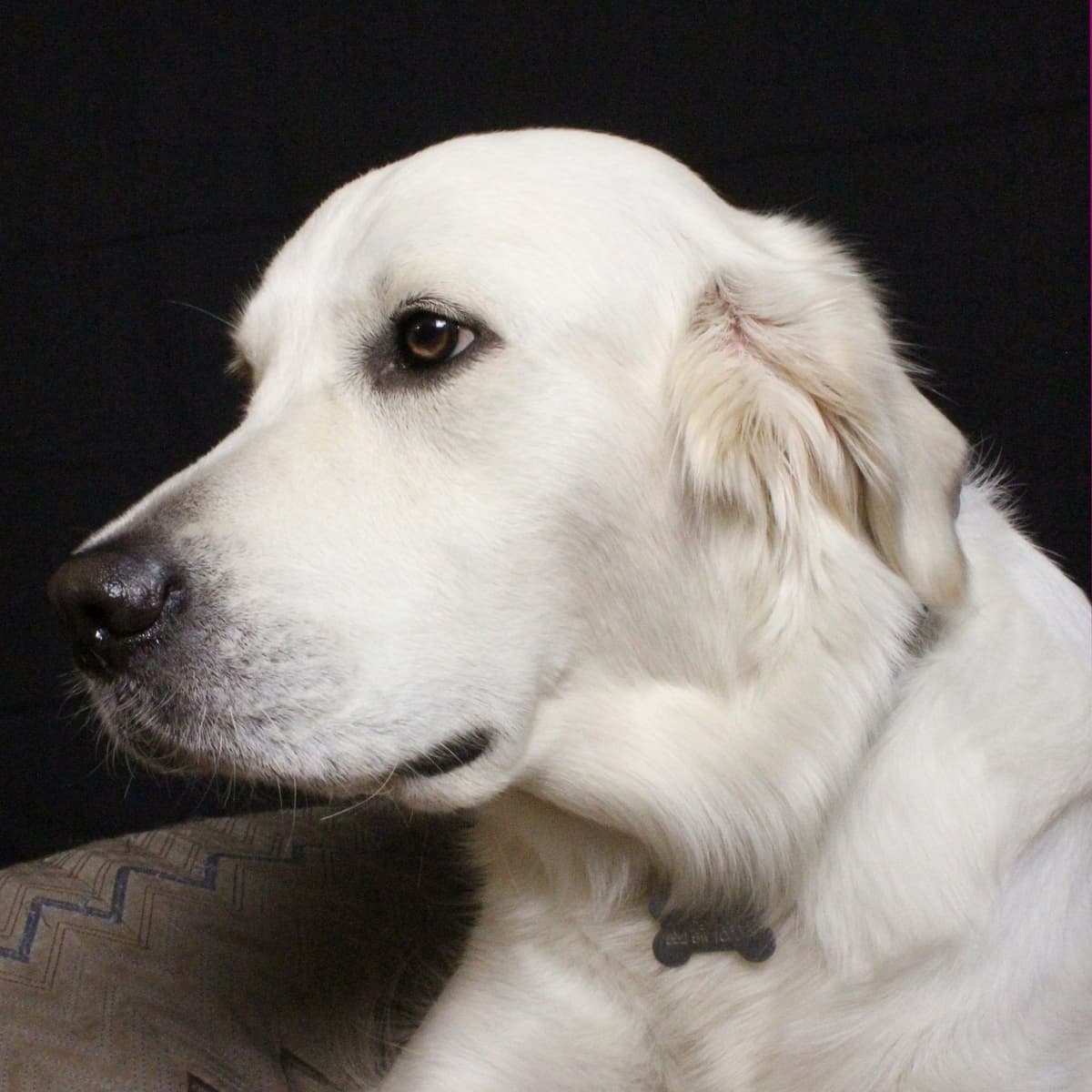 Platium English Cream Golden Retriever Puppies breeder image 1