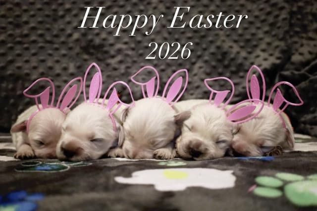 Platium English Cream Golden Retriever Puppies media 5