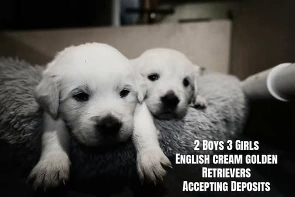Platium English Cream Golden Retriever Puppies media 7