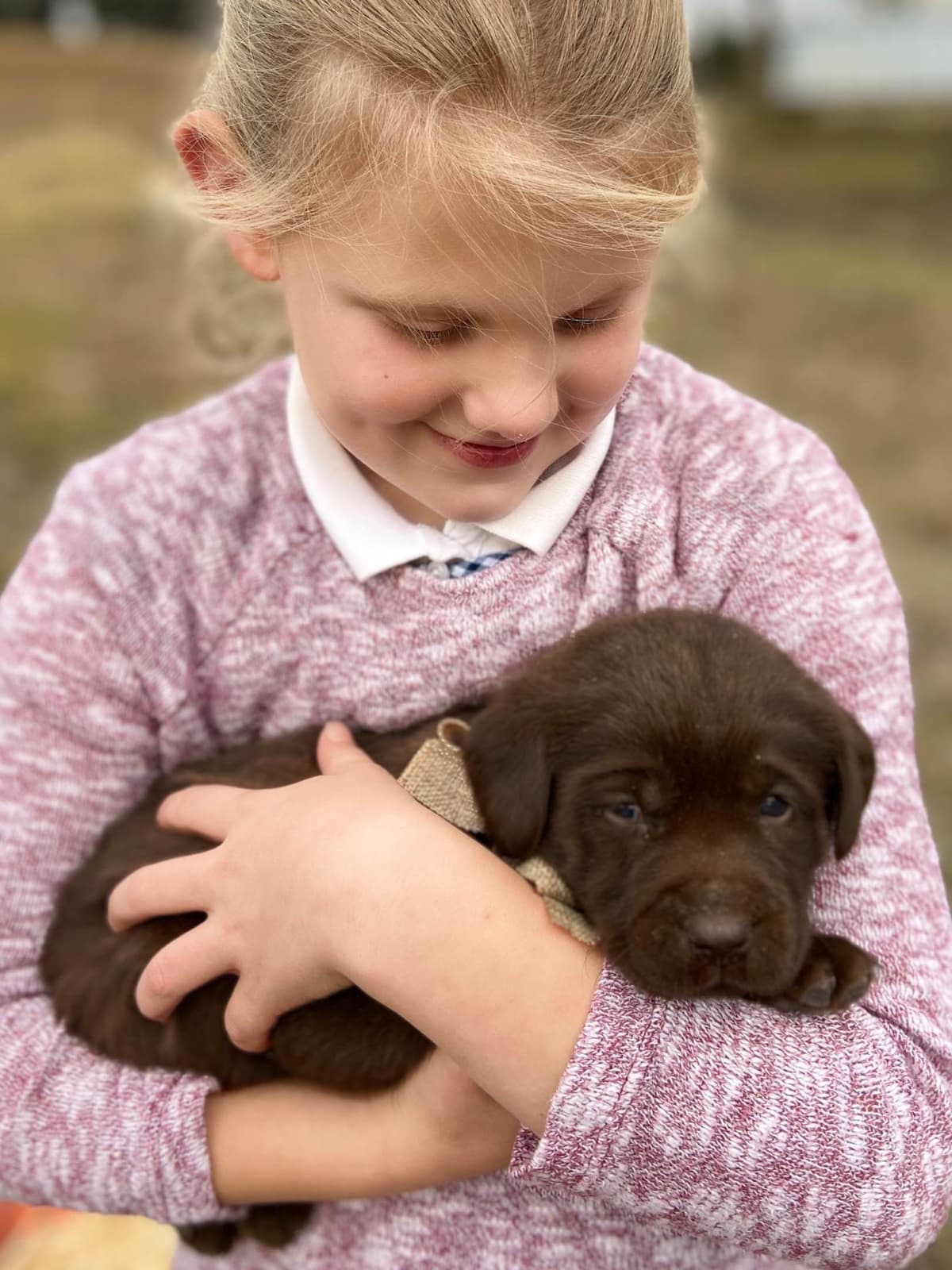 Labrador Retriever Puppies breeder image 3