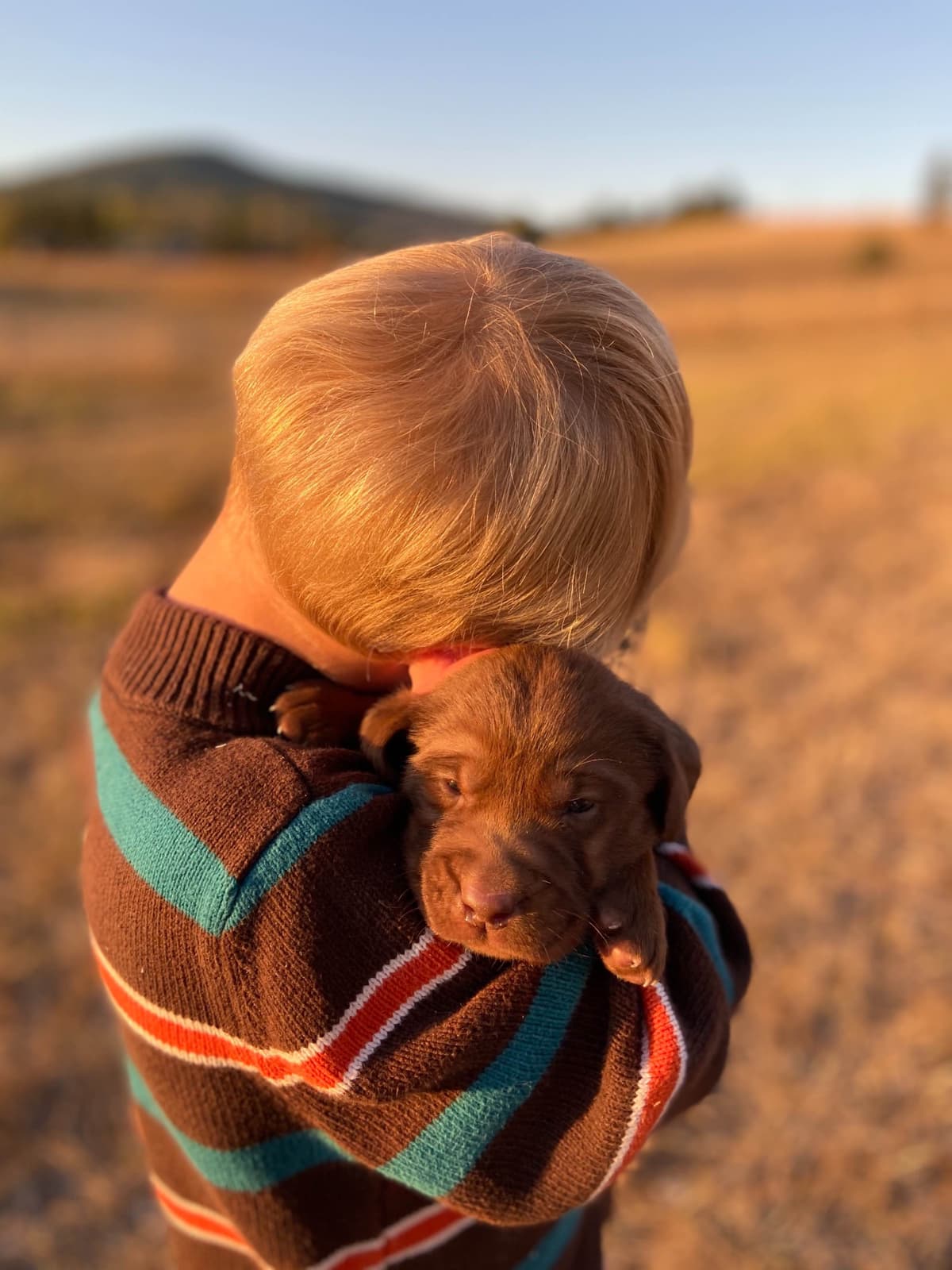 Labrador Retriever Puppies breeder image 8