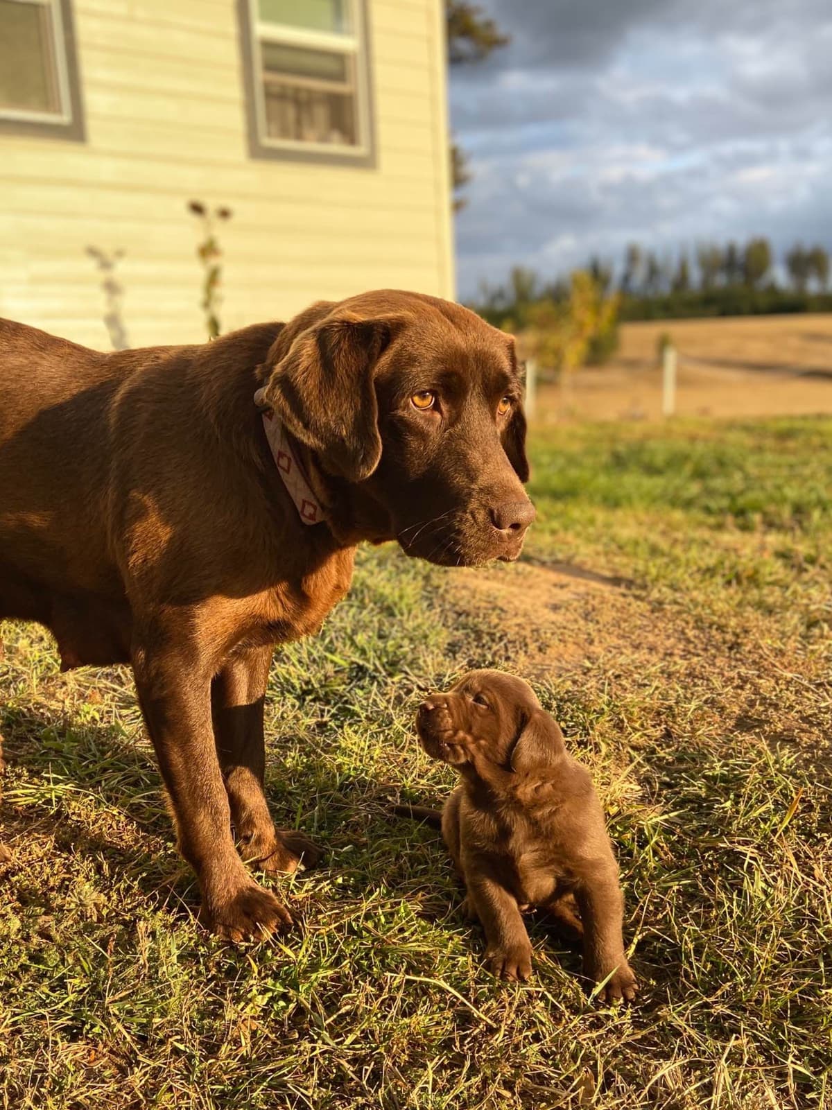 Labrador Retriever Puppies breeder image 4