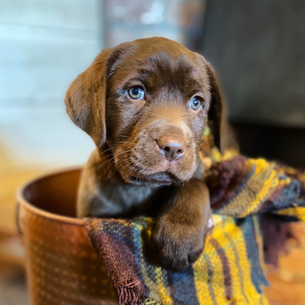 Labrador Retriever Puppies breeder image 9