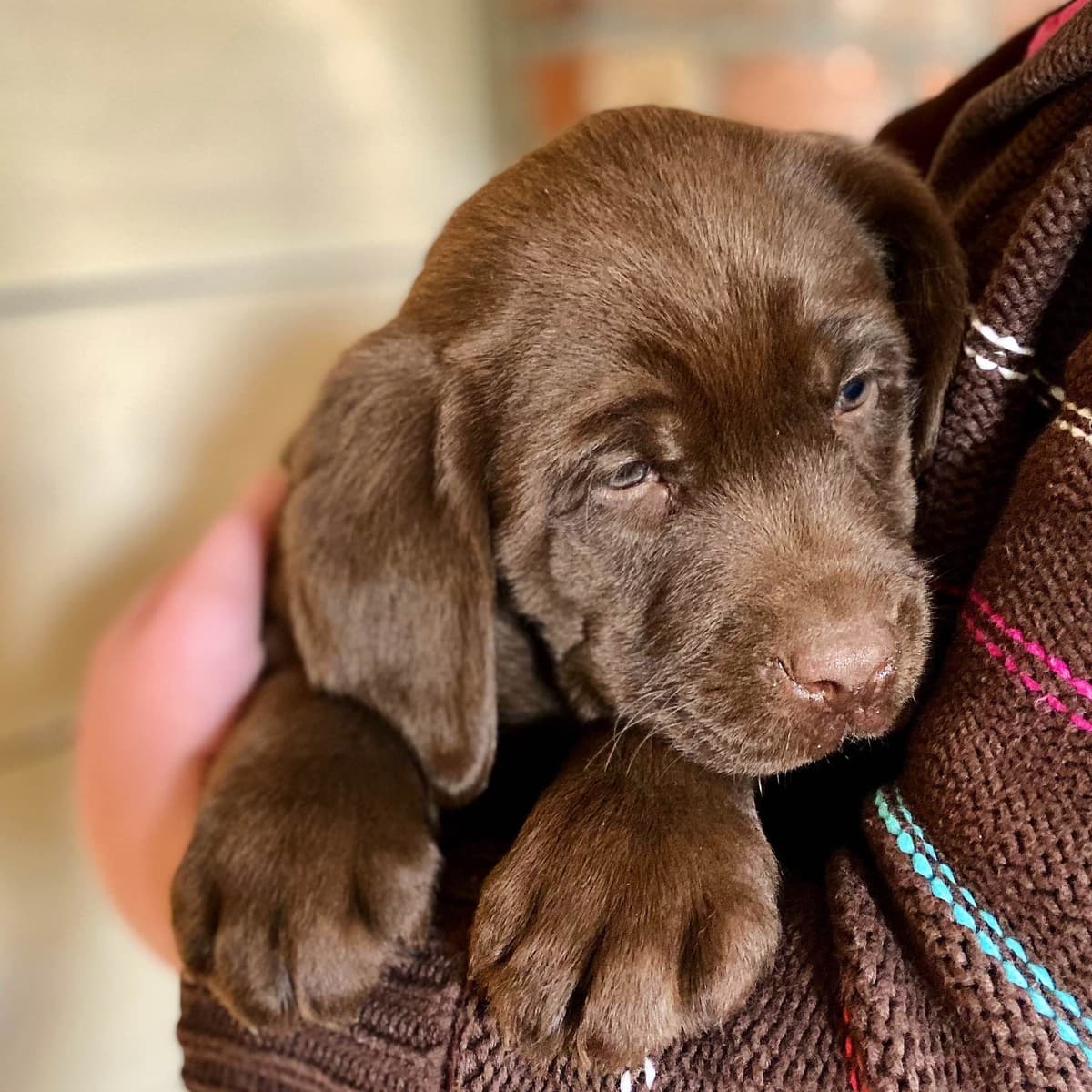 Labrador Retriever Puppies breeder image 10