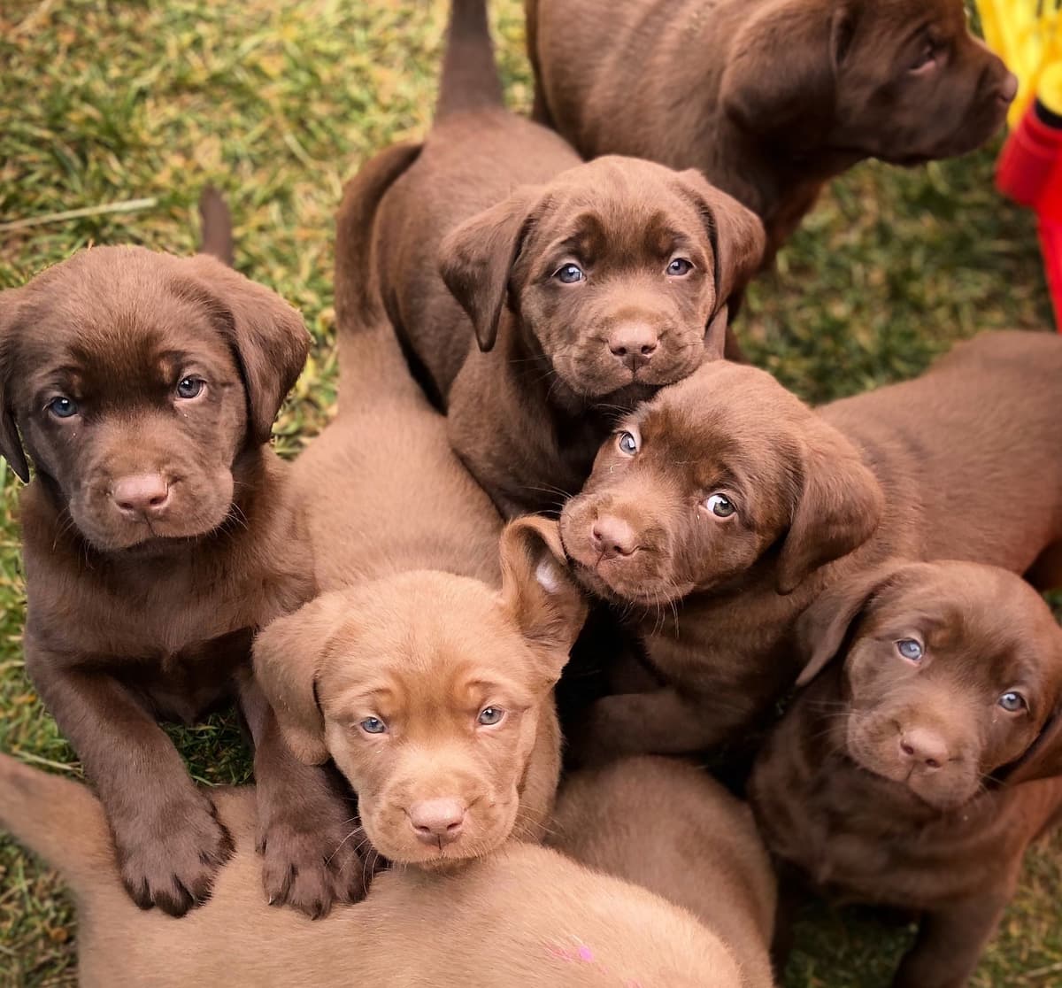 Labrador Retriever Puppies breeder image 1