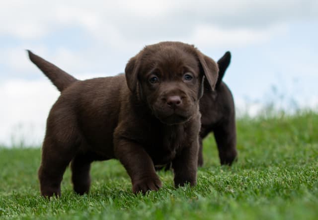 Labrador Retriever Puppies media 2