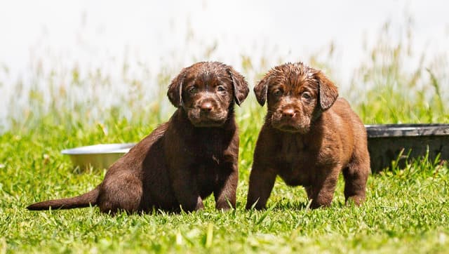 Labrador Retriever Puppies media 3