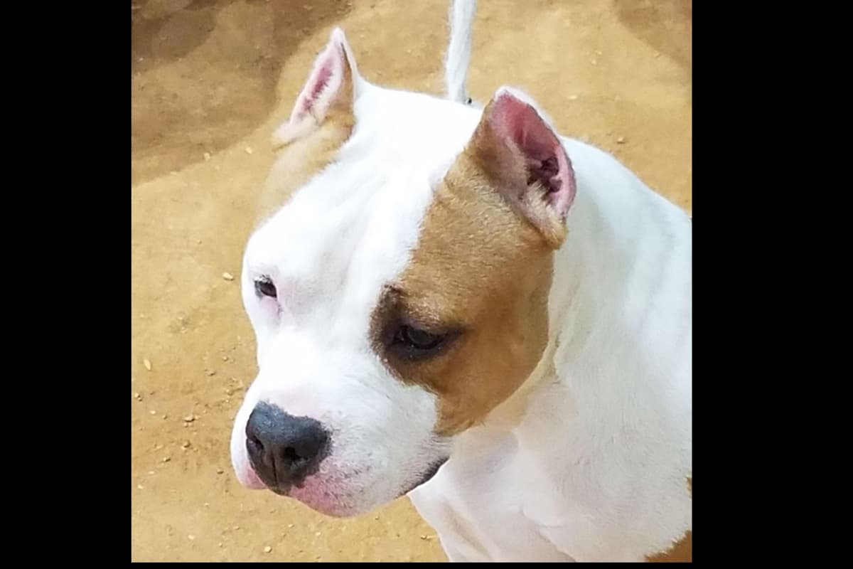 American Staffordshire Terrier Puppies breeder image 1