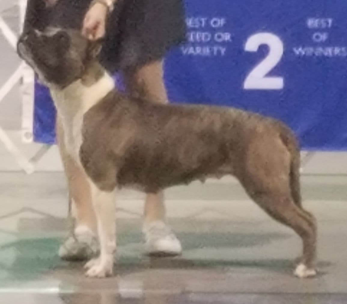 American Staffordshire Terrier Puppies breeder image 3