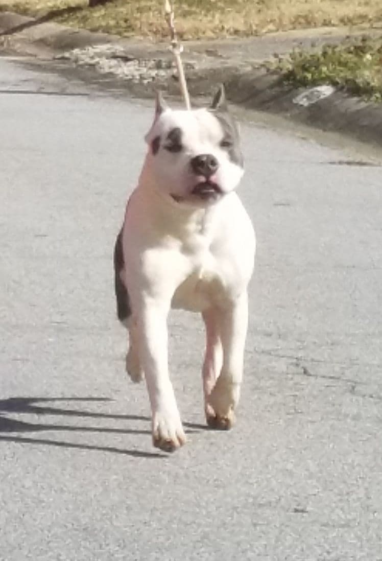 American Staffordshire Terrier Puppies breeder image 4