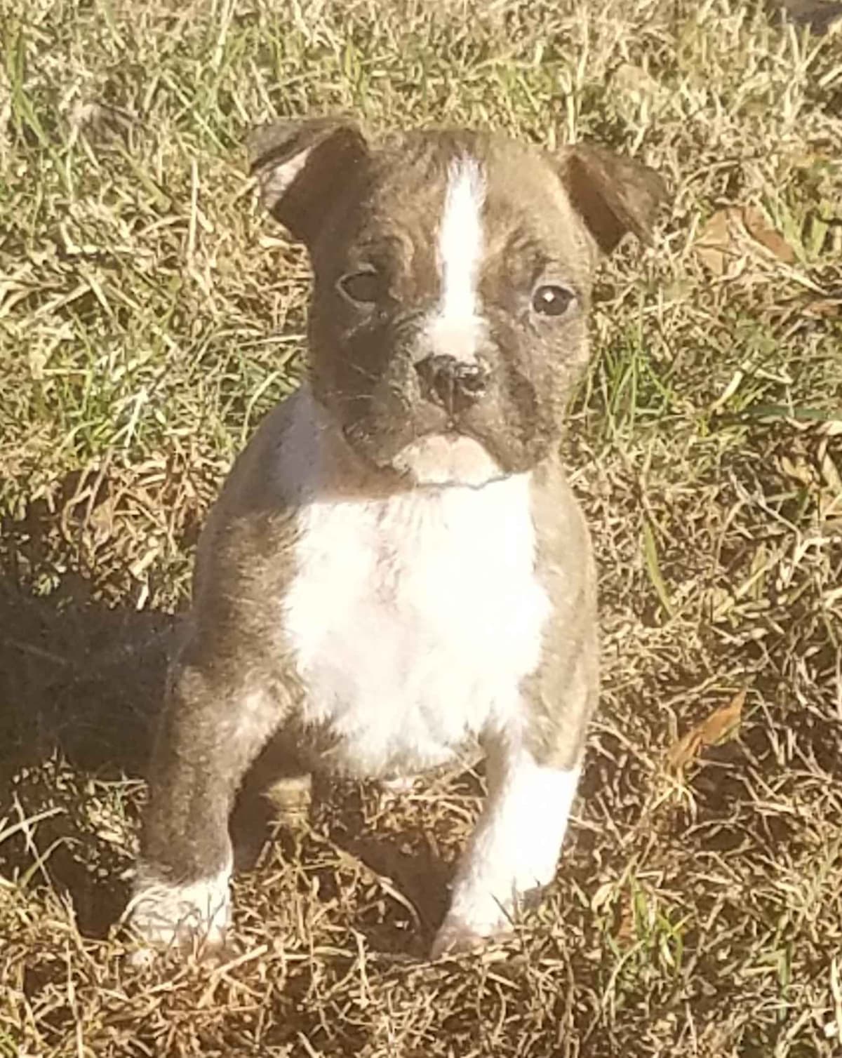 American Staffordshire Terrier Puppies breeder image 7