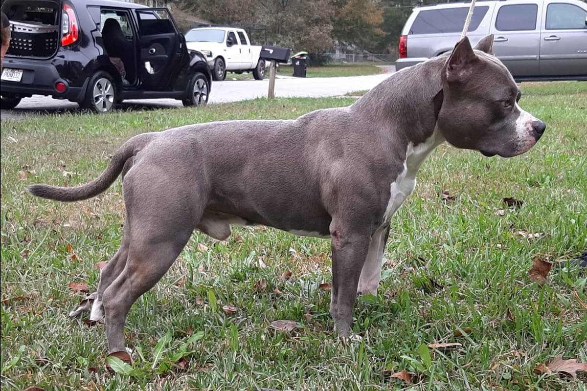 American Staffordshire Terrier Puppies breeder image 10