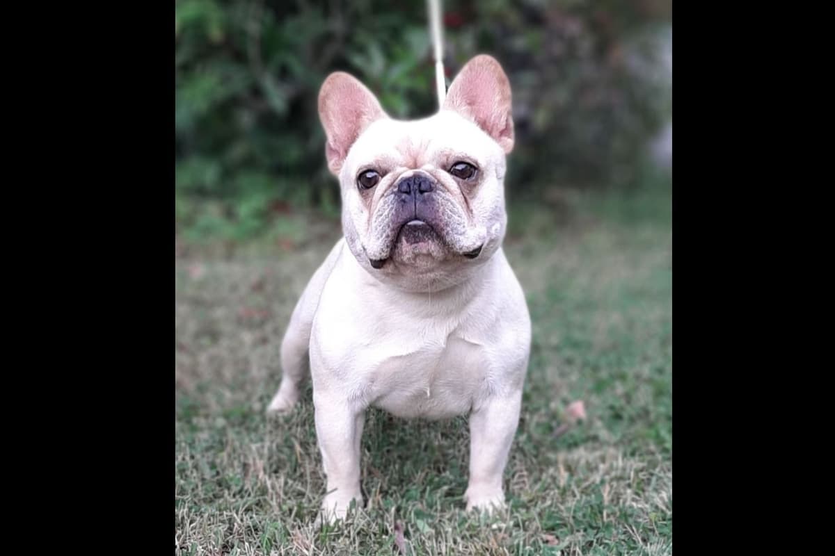American Staffordshire Terrier Puppies breeder image 13