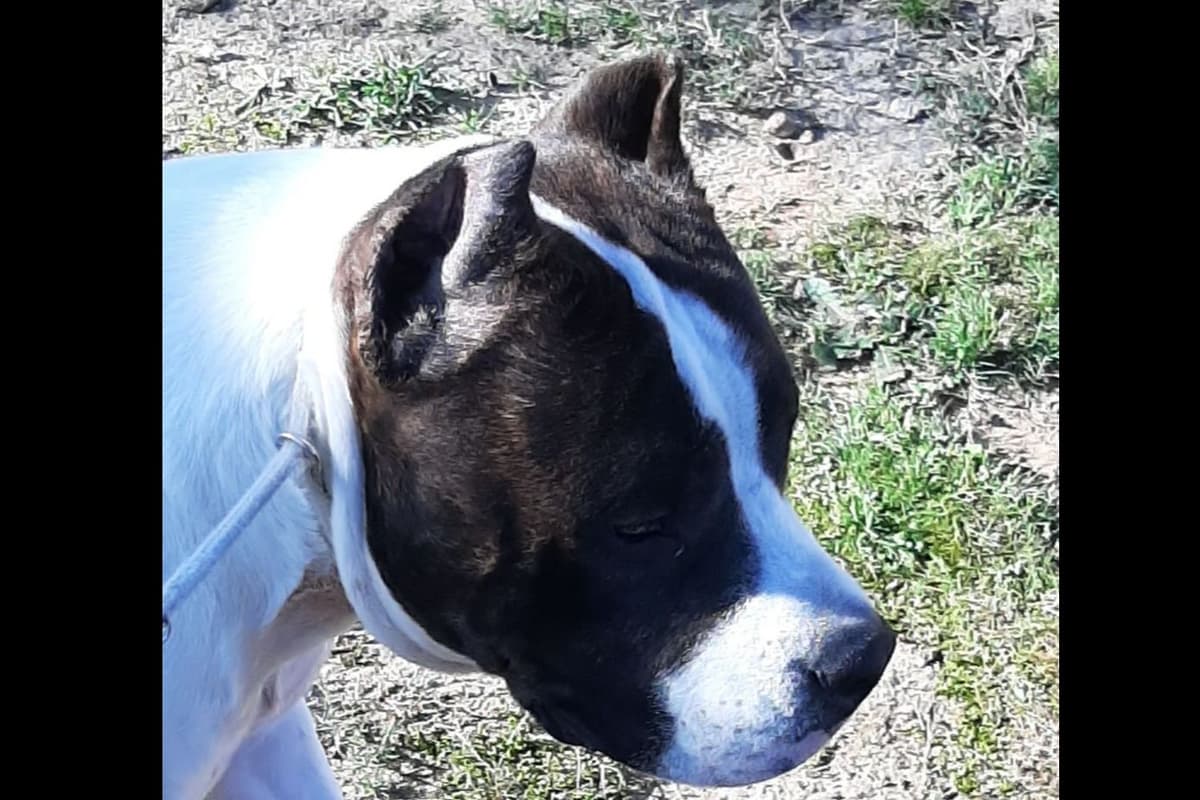 American Staffordshire Terrier Puppies breeder image 15