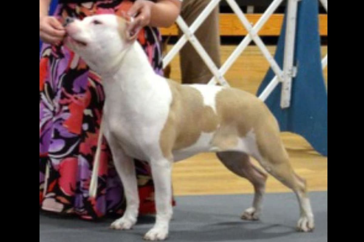American Staffordshire Terrier Puppies breeder image 16