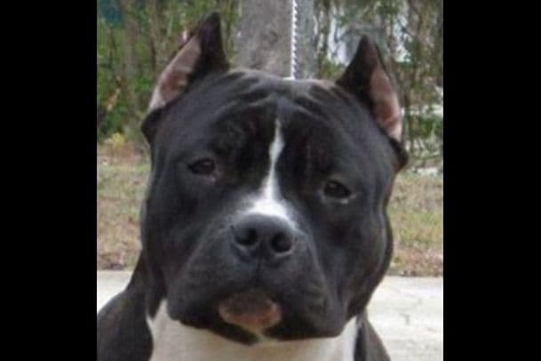 American Staffordshire Terrier Puppies breeder image 18