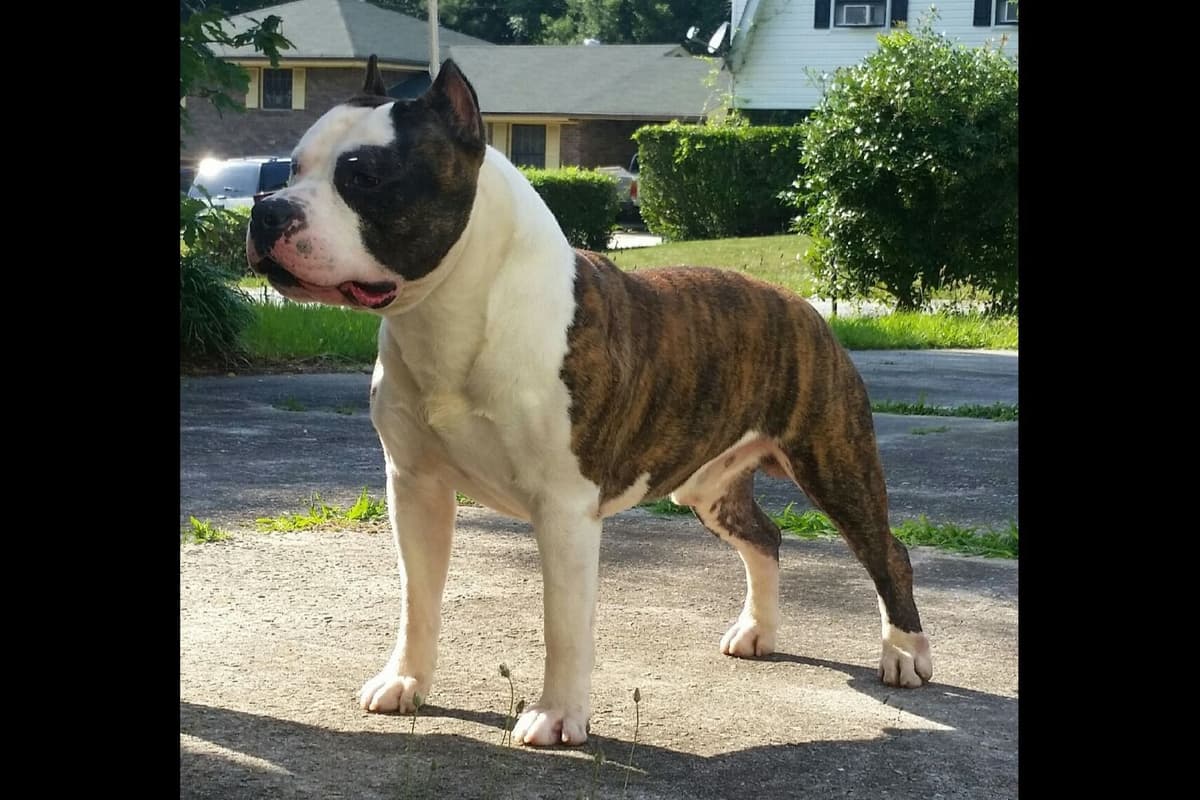 American Staffordshire Terrier Puppies breeder image 19