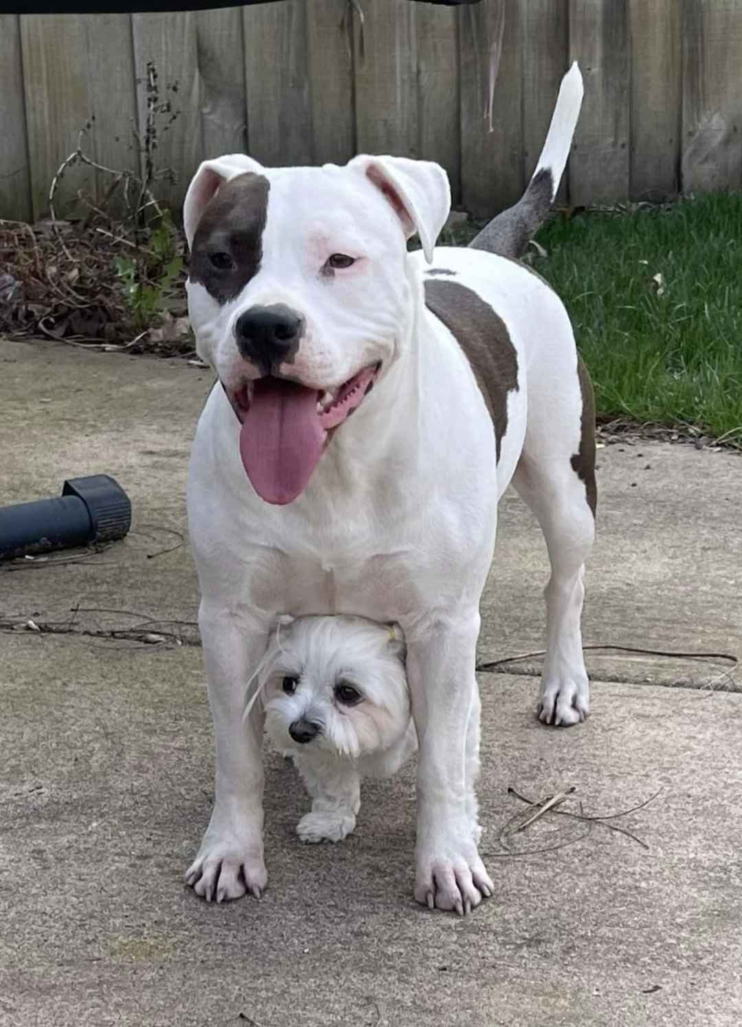 American Staffordshire Terrier Puppies breeder image 24