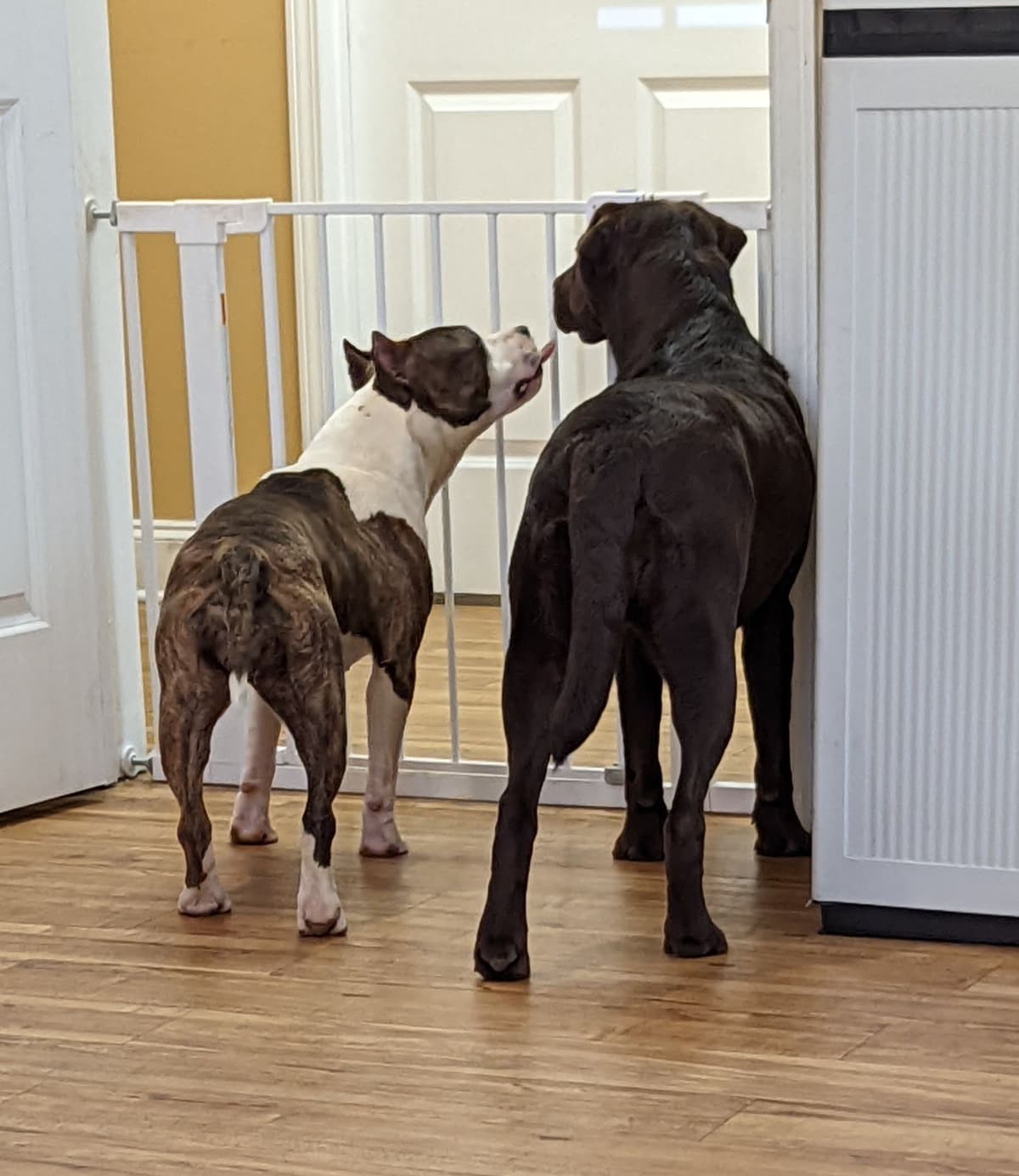 American Staffordshire Terrier Puppies breeder image 27