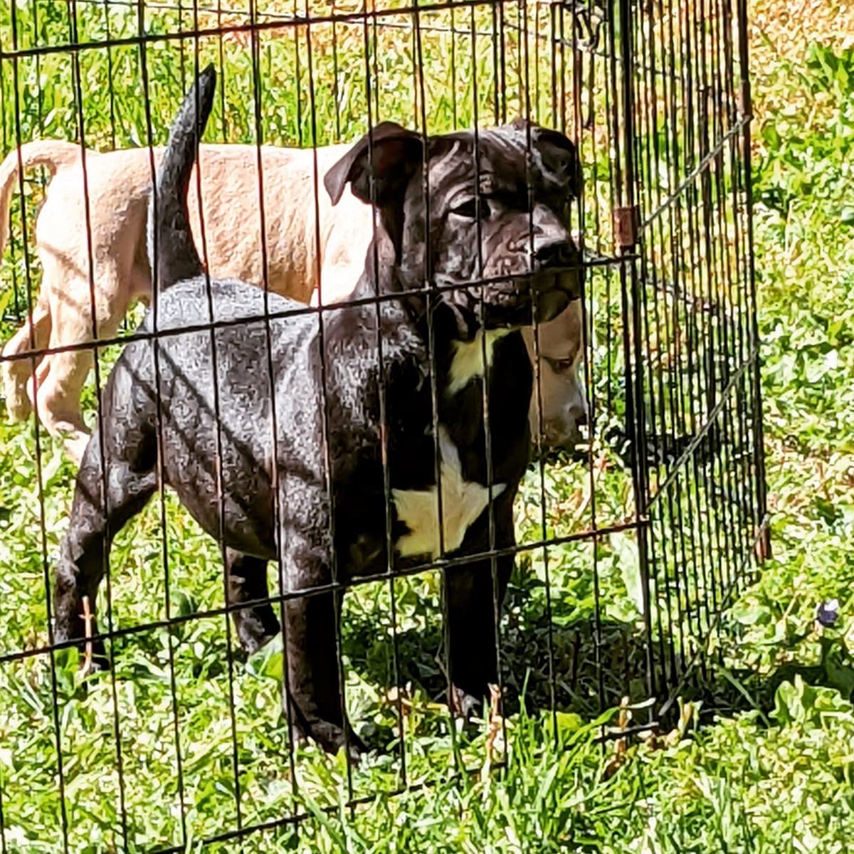 American Staffordshire Terrier Puppies breeder image 30