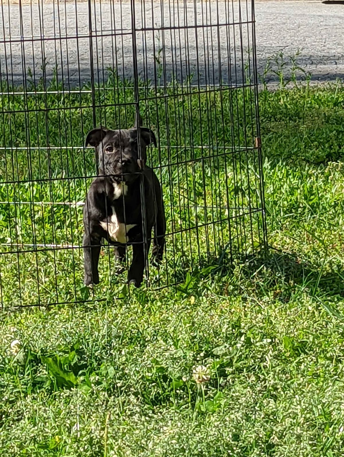 American Staffordshire Terrier Puppies breeder image 31