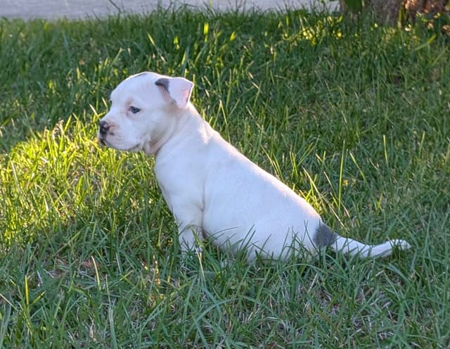 American Staffordshire Terrier Puppies media 2