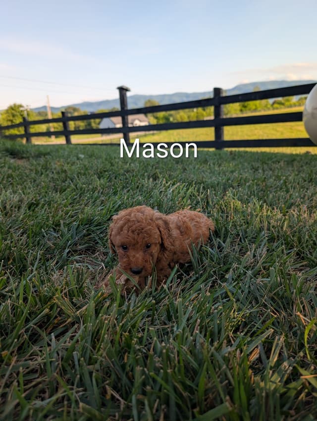 Poodle Puppies media 3