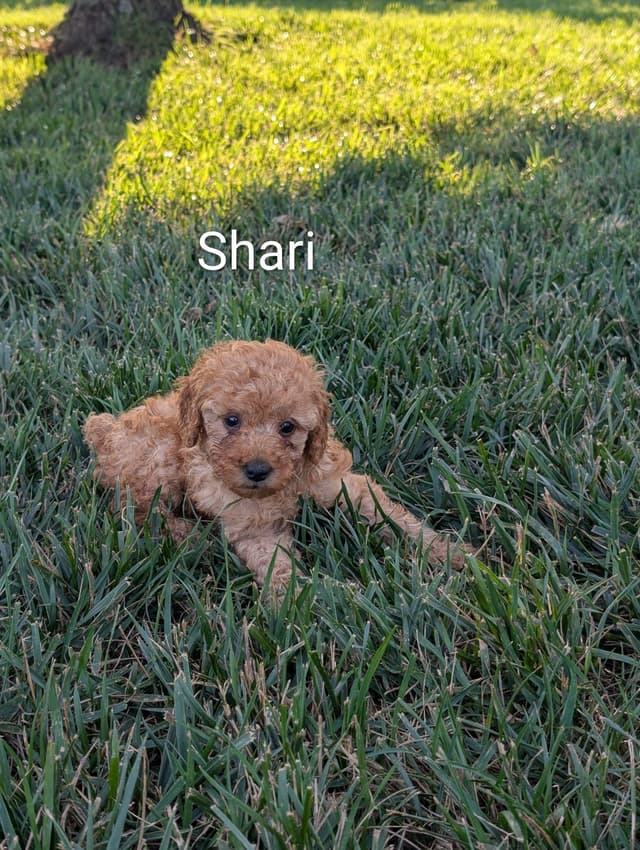 Poodle Puppies media 5