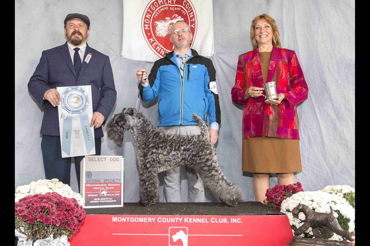 Kerry Blue Terrier Puppies breeder image 1