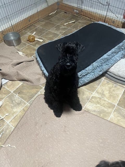 Kerry Blue Terrier Puppies breeder image 3