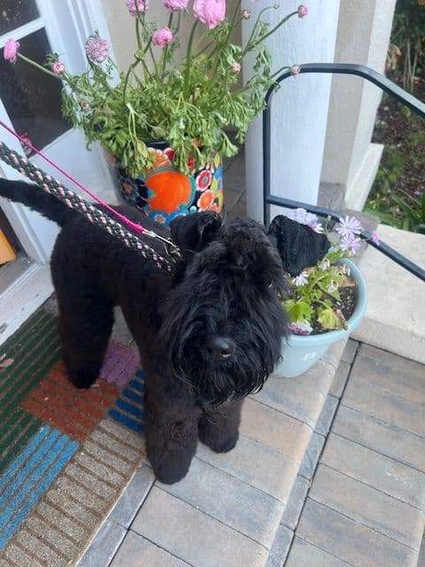 Kerry Blue Terrier Puppies breeder image 2