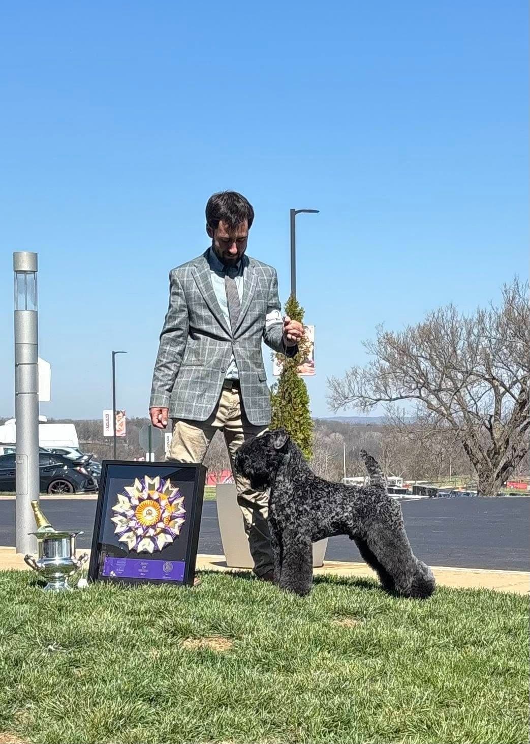 Kerry Blue Terrier Puppies breeder image 4
