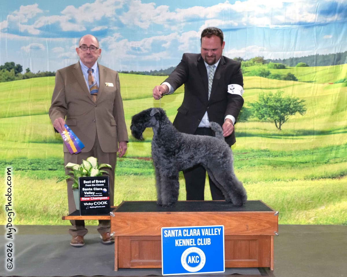 Kerry Blue Terrier Puppies breeder image 11