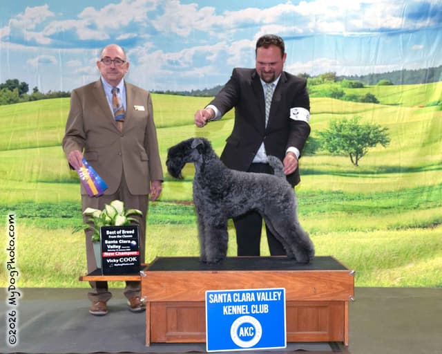 Kerry Blue Terrier Puppies media 3