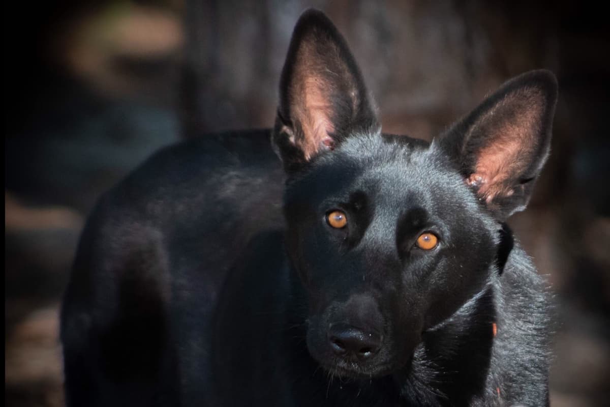 GORGEOUS German Shepherd Puppies breeder image 1